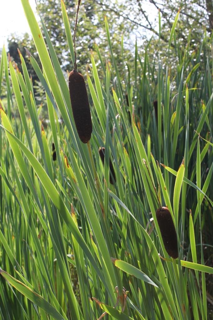 Typha latifolia - Breitblättriger Rohrkolben - 4er-Set QUALITÄTSSTAUDEN im PFLANZKORB - heimisch - winterhart - gegen Algen