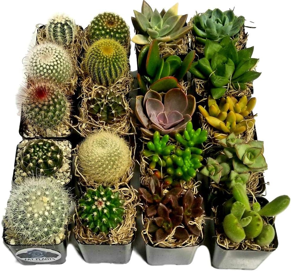 Fat Plants San Diego Miniature Flowering Cactus and Succulent Plant Collection (8)