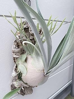 ビカクシダ　veitchii wild vp#０　steel Amazon.co.jp: ビカクシダ veitchii wild vp#0 steel : スポーツ