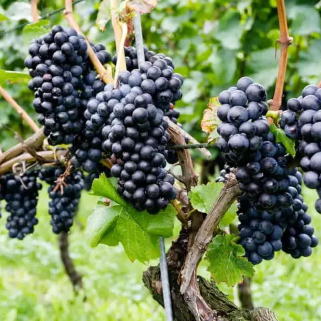 Blue Black Seedless Grape Vines Trees Live Plants, Well-Rooted 1 to 2 Years Old, Grapes Plant Live for Outdoor Planting, Zones 3-9
