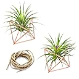 LuckyOpt Hanging Air Plants Holders, 2Pcs Metal Air Plant Hangers for S-M Sized Air Plants, Himmeli Geometric Planter to Add a Sense of Style and Relaxation for Home Office Wedding (PinkGlod, 2pcs)