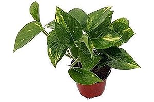9GreenBox Golden Devil's Ivy Pothos Plant for Home