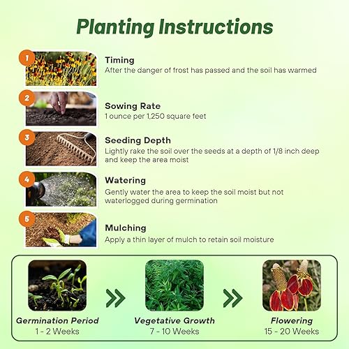 Miniatura 5 de Outsidepride Ratibida - Sombrero mexicano atractivo y polinizador de flores silvestres para abejas y mariposas - 10000 semillas