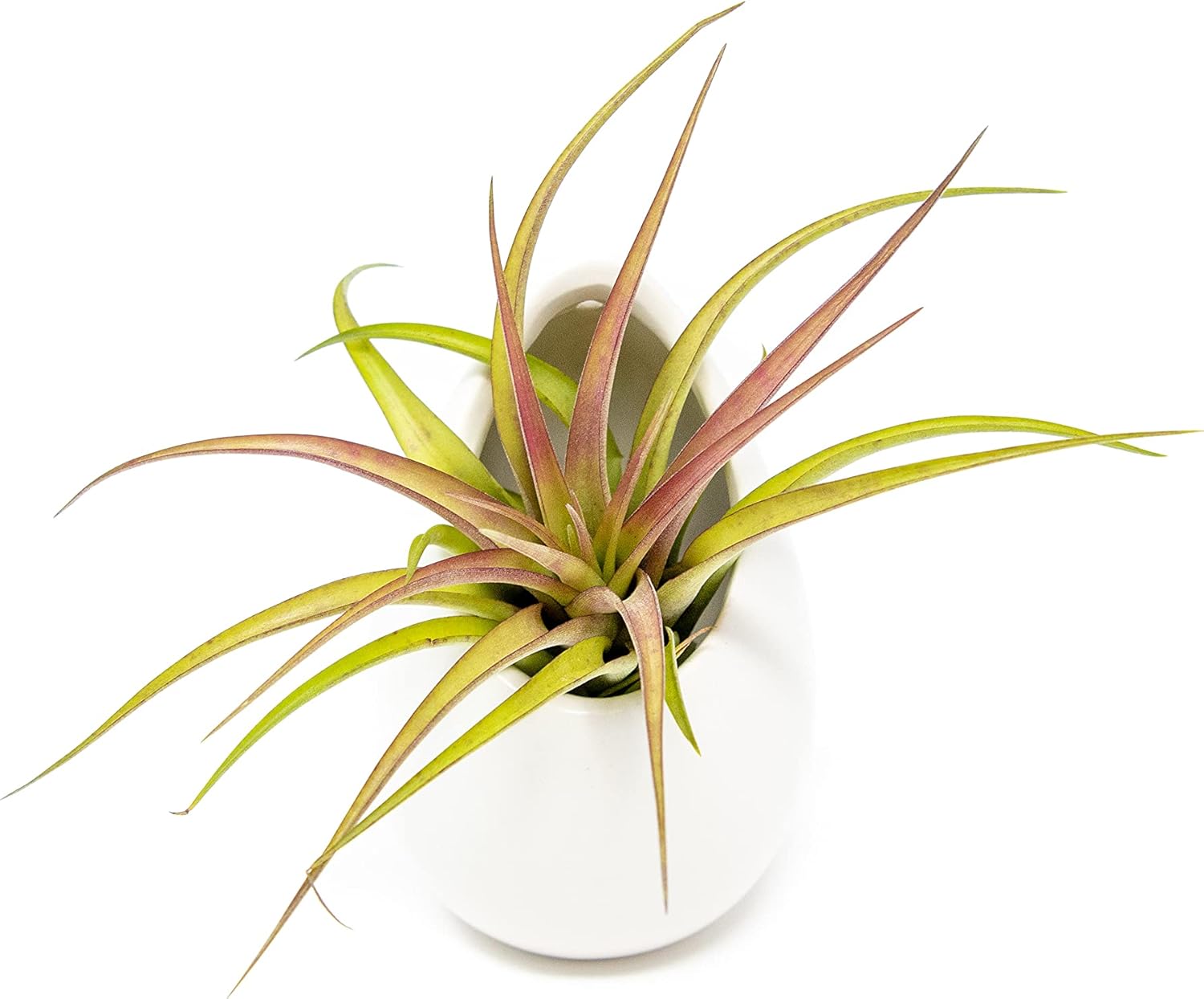 White Ceramic Wall Planter with Assorted Air Plant - Live Tillandsia in Holder Succulents Vase - Home and Garden Decor - Easy Care (1 Large Planter with 1 Air Plant)