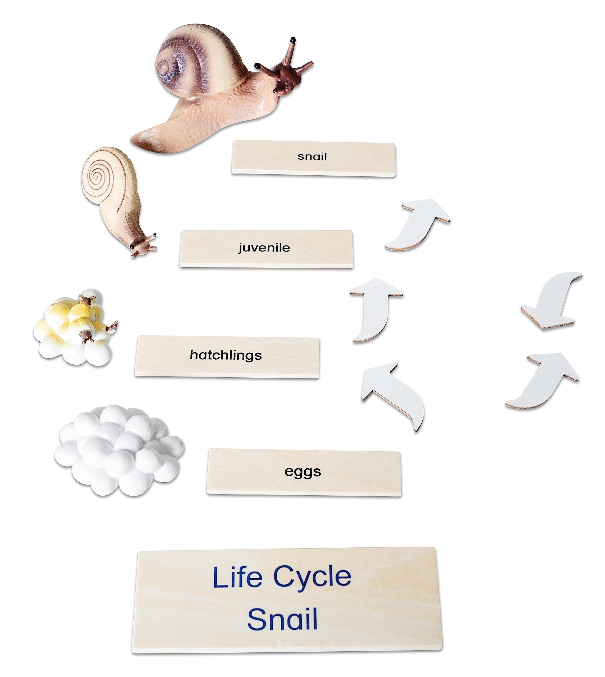 Betzold Lebenszyklus Schnecke - Holz-Puzzle Figuren Textkarten Deutsch & Englisch