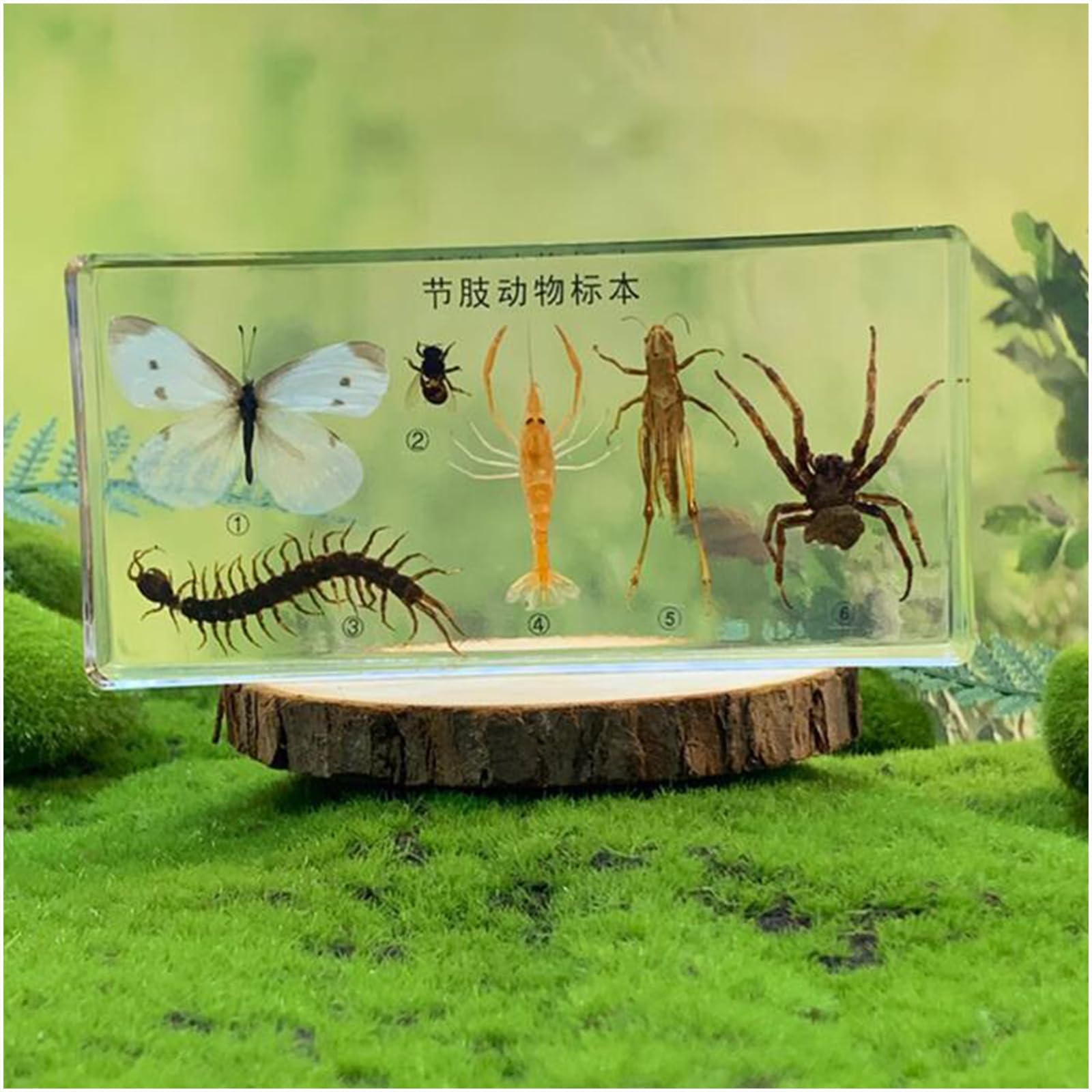 Arthropoden-Exemplar aus Kunstharz – echte Insektenentwicklung und Wachstumsgeschichte – für Biologie, Anatomie, Wissenschaft, Bildung, Lehrmittel