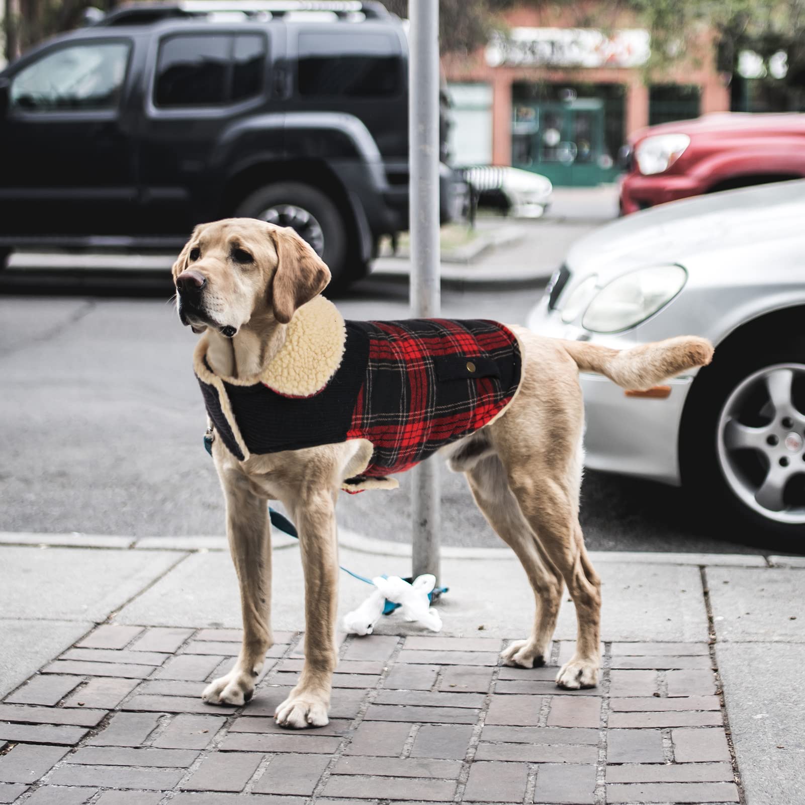 CITÉTOILE Cappotto Cani Invernale Plaid Classico, Cappotto per Cani Fodera in Pile, Giubbotto Caldo per Cani di Taglia Piccola/Grande/Media Gilet Invernale per Cani con Foro per Imbracatura, XS