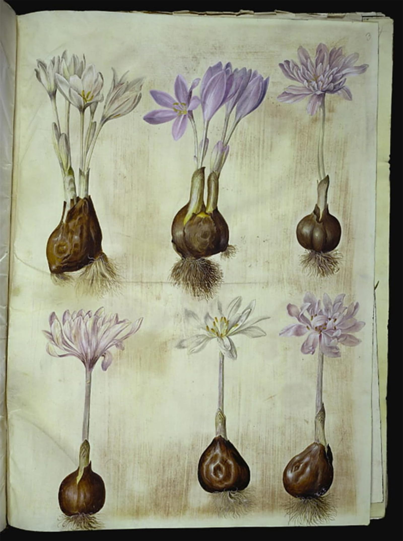 Impression d'affiches Colchicum Autumnale Holtzbecker canvas