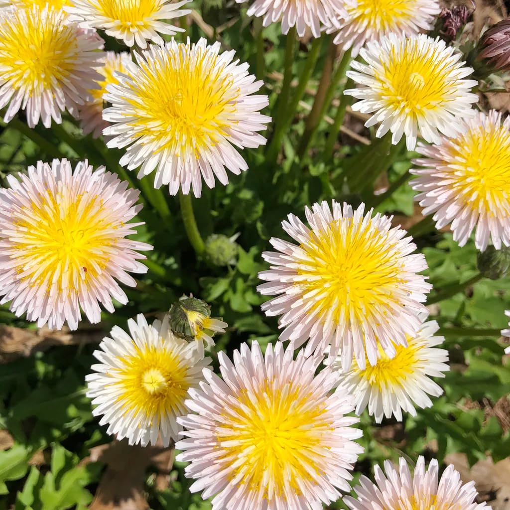 3000 Semillas De Diente De León – Planta Perenne Para Jardín, Flores Silvestres Y Hierbas Resistentes
