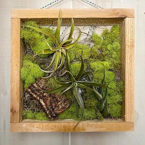 Miniatura 7 de Paquete de 12 plantas de aire mixtas de Ionantha, Tillandsia viva, plantas de aire a granel, plantas de interior de fácil cuidado para plantar en