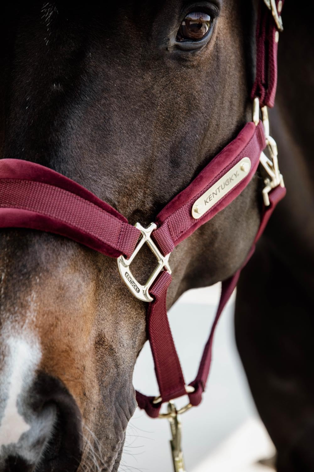 Kentucky Horsewear - Halfter - Samt - Bordeaux - Cob