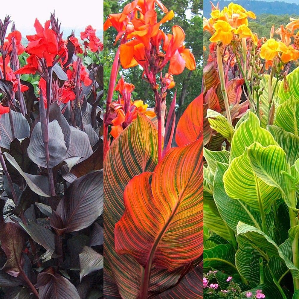 Rare Canna Lily for Planting UK, Hardy Perennial, Excellent Display, Mix Greening Flower, Natural Organic, Wedding, Balcony Garden-4 Bulbs-B