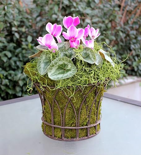 Miniatura 2 de SuperMoss Musgo Español Conservado, Verde césped