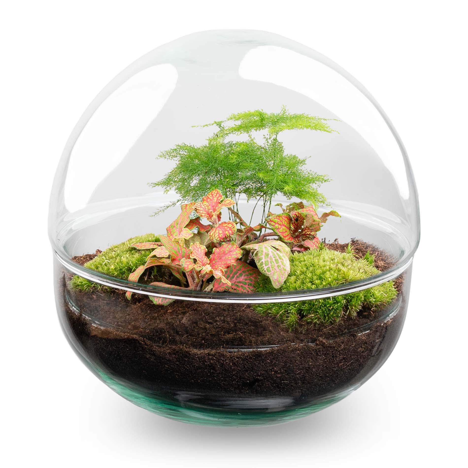 Terrario Fai da Te con Vetro, Casa e Ufficio, Rosso, Ø 20 cm e Attrezzi