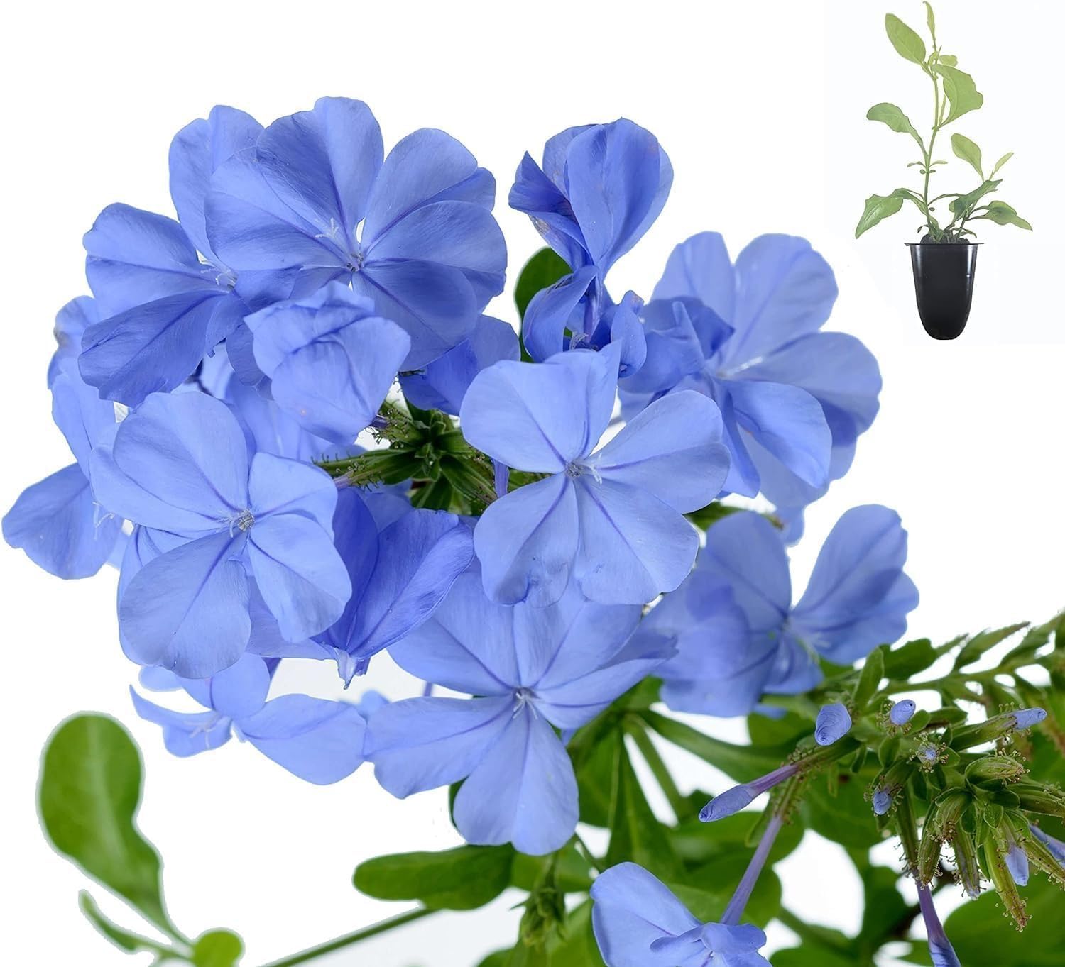 Plumbago Imperial Blue 3 seedlings