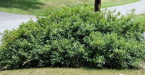 Lynwood Gold Forsythia Bush - Yellow Flowering Shrub - Live Plant Shipped 2 Feet Tall By Das Farms (No California) #TOP3