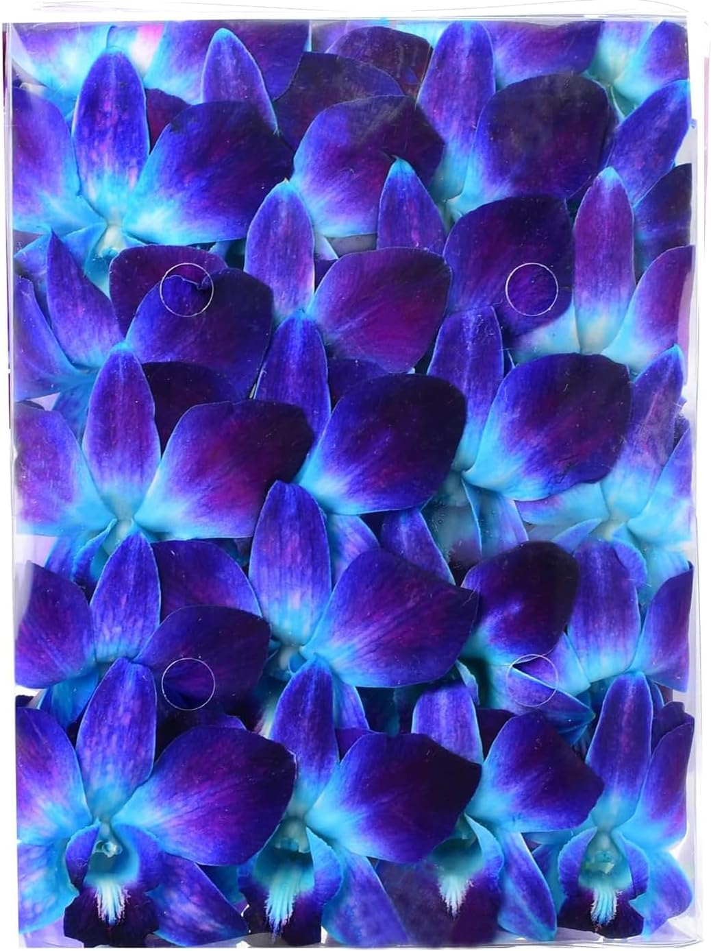 Miami Fresh Orchid Flower OrchidClub USA Sunne Tropical Loose Bloom DIY Lei, food & drink decoration (50 BLUE)