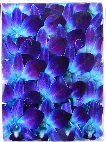 Miami Fresh Orchid Flower OrchidClub USA Sunne Tropical Loose Bloom DIY Lei, decoración de alimentos y bebidas (50 azul)