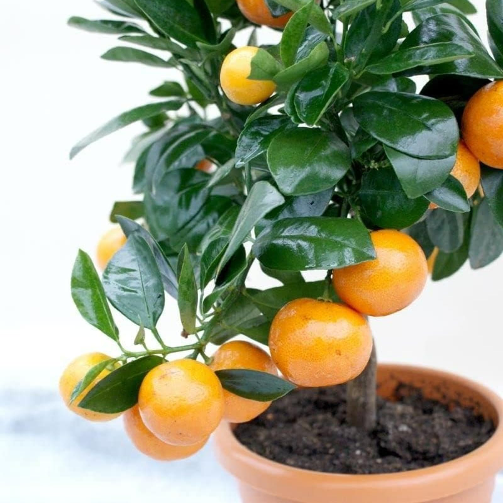 Carbeth Plants Citrus Calamondin Mini Orange Tree in 12cm Pot