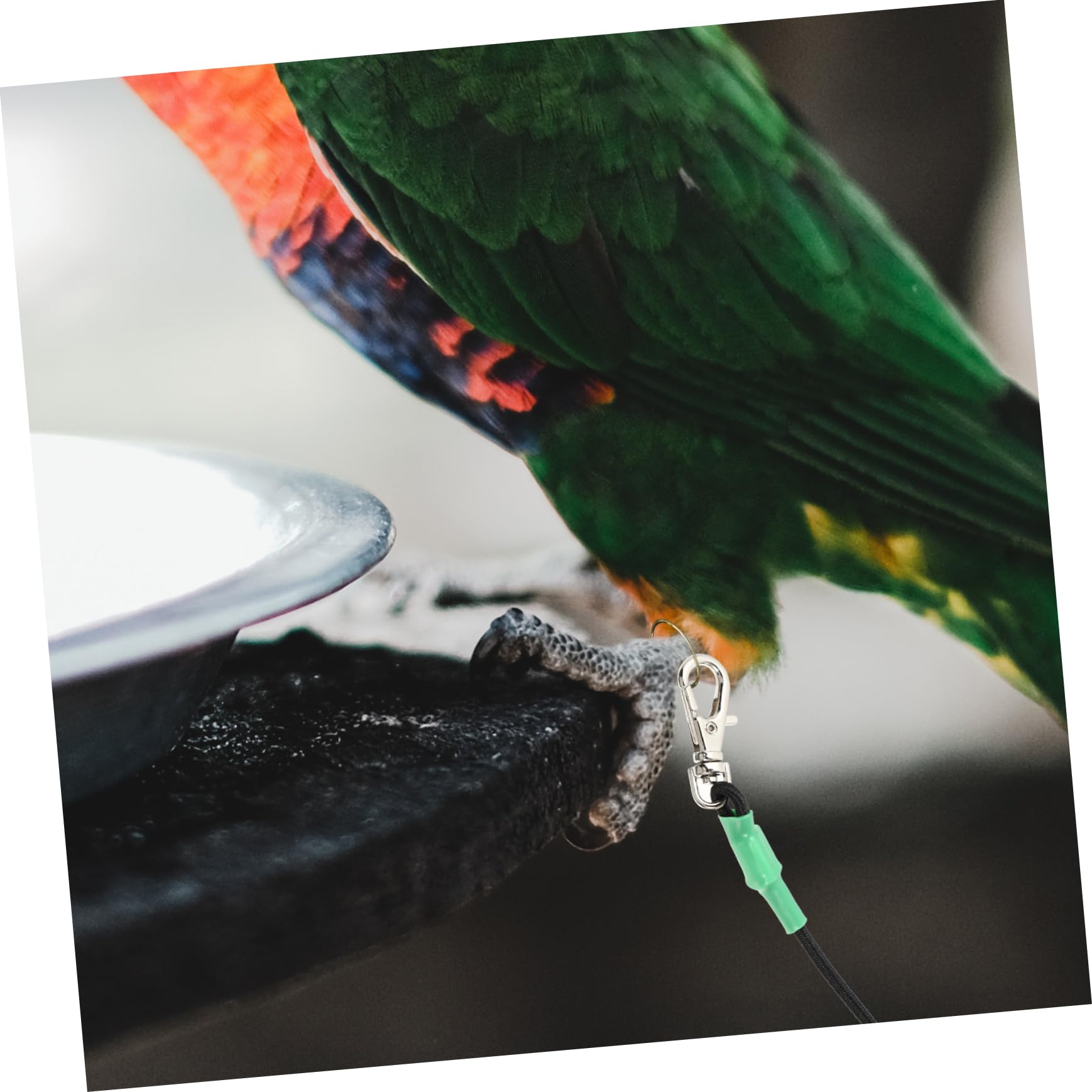 Chaleco Arnés para Pájaros para Loros Arnés de Cuerda de Tracción para 4 Pájaros Y Correa para Pájaros Domésticos
