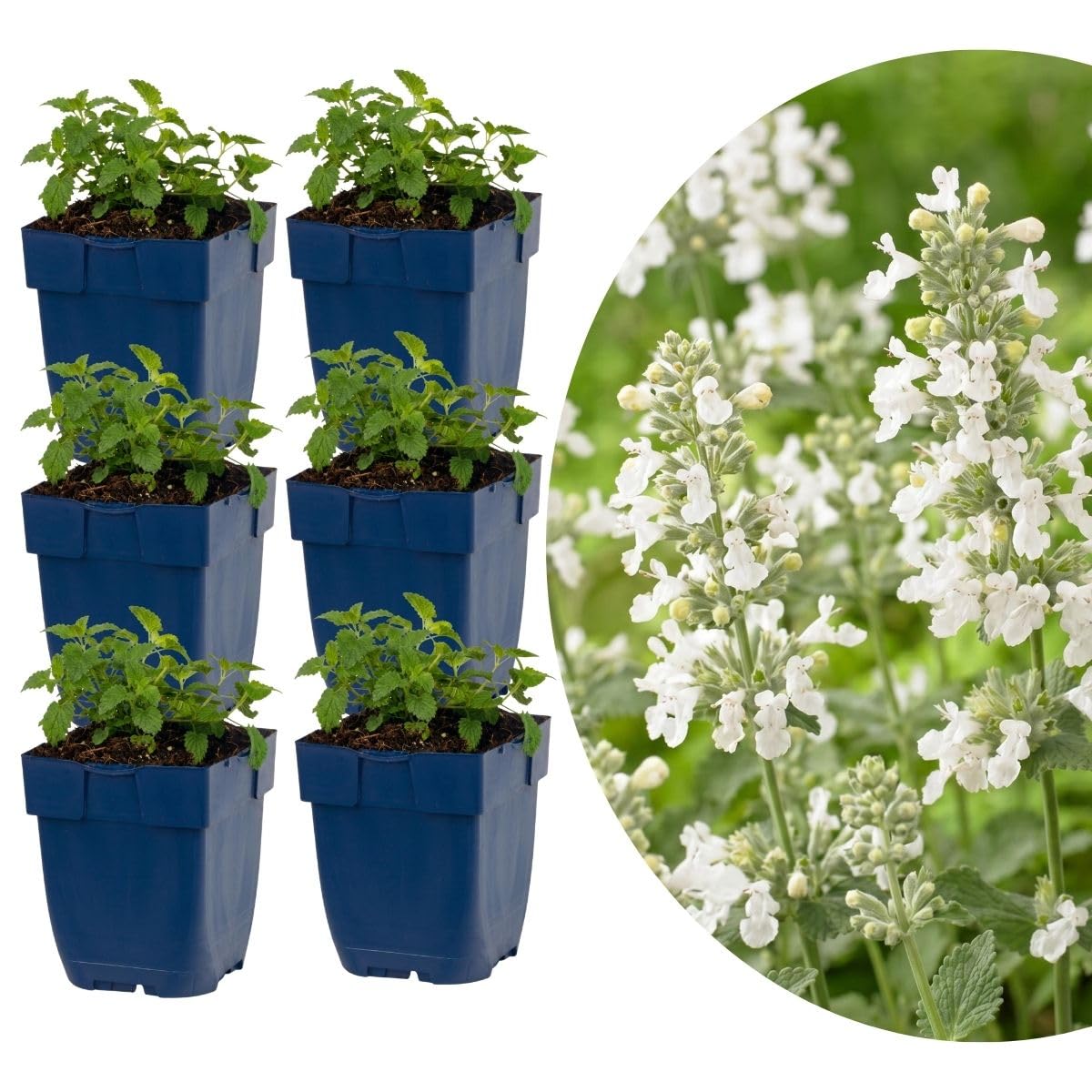 MyGreenHelp Nepeta 'Snowflake' - Piante in Vaso 11 cm - Nepeta Perenne Aromatica, Fiori Bianchi, Pieno Sole - Per Bordure, Aiuole e Vasi - Set 6 Piante