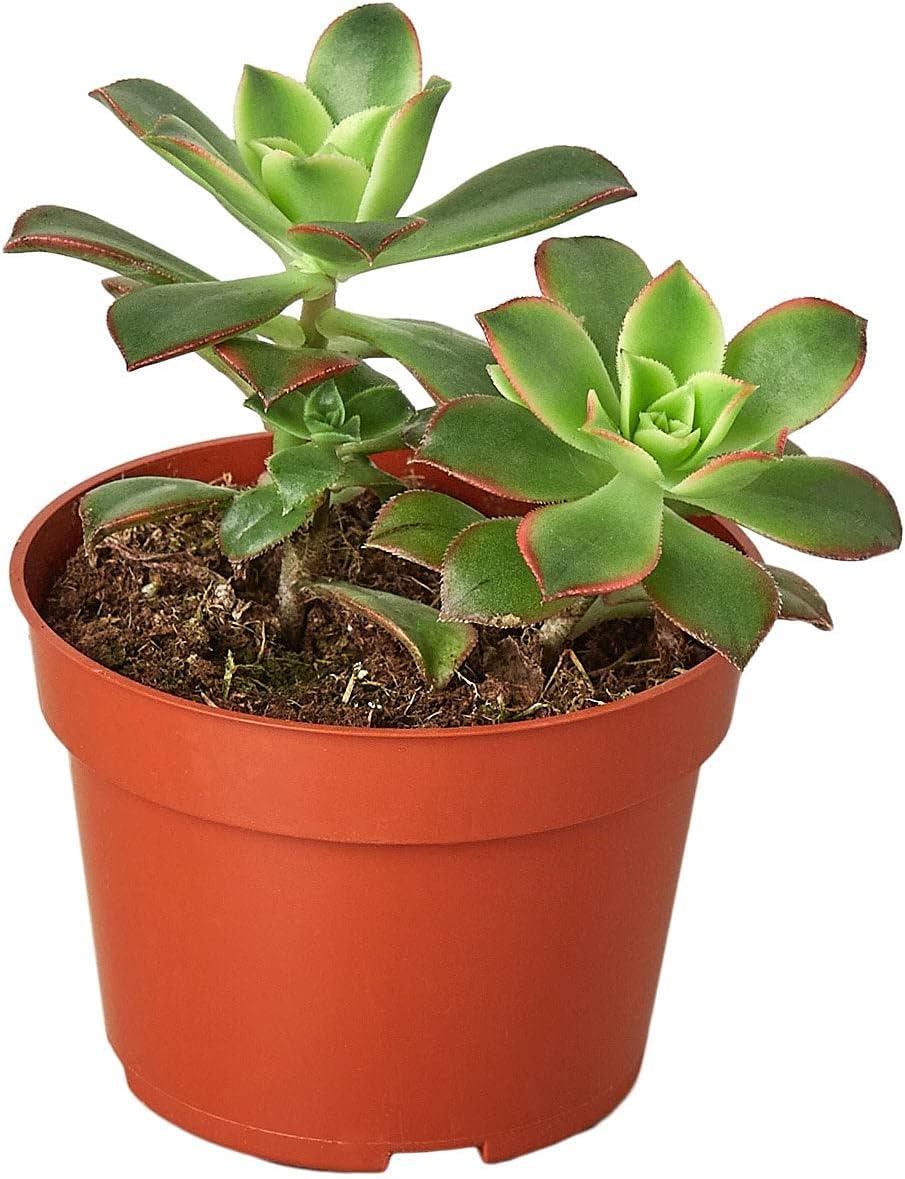 Set of 2 4" aeonium Kiwi Succulent Plant Live Succulent