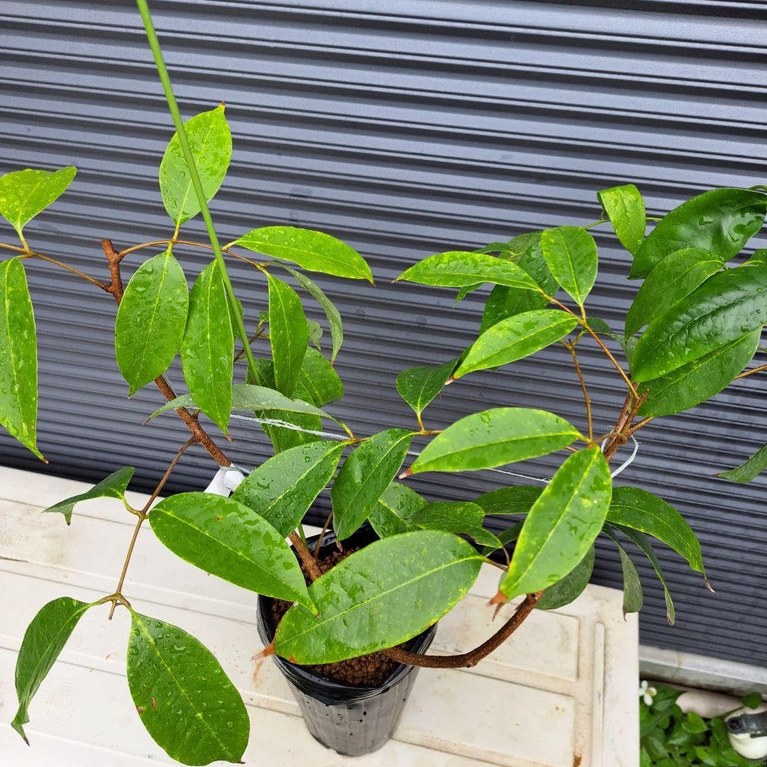 Amazon.co.jp: ライチの取り木苗、ピンクウエイメイ種 : DIY