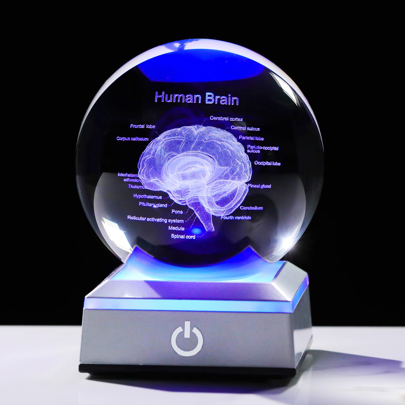 3D Human Brain Anatomy Model Crystal Ball 3.15'' with LED Light Base
