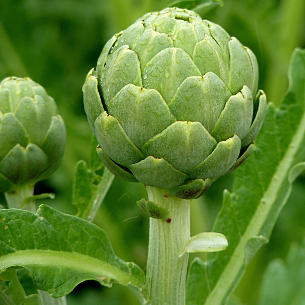 Artichoke Green Globe - 15 Seeds + Freebie + Plant Tag - Cynara scolymus