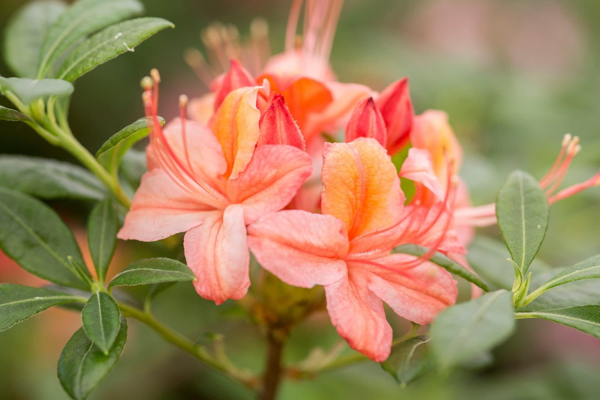 Cloud Farm Live Orange Azalea Healthy Flower Plant For Home Gardening Orange Colour Pack of 1 CF_02