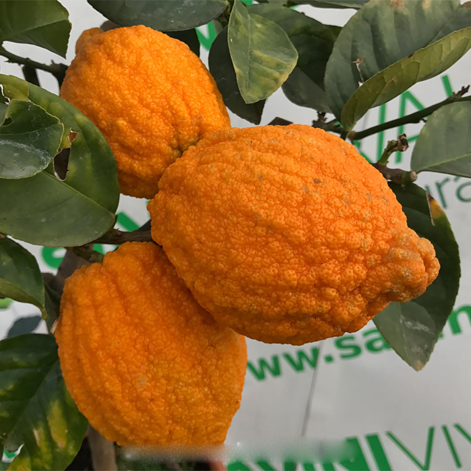 SAVINI VIVAI Pianta di Cedro Albero di Agrumi Cedro della Cina in Vaso da 20 cm Altezza 70 cm 2-3 Anni di innesto Made Italy