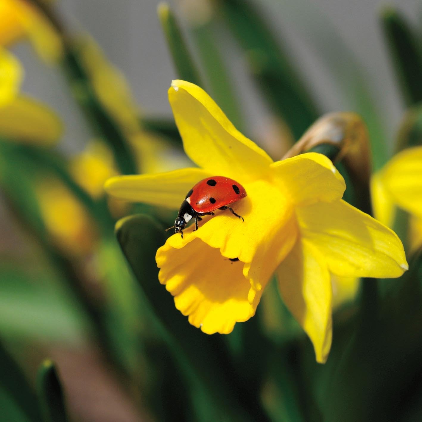 Pack of 6 Alzheimer's Society Charity Easter Greeting Cards in Two Designs