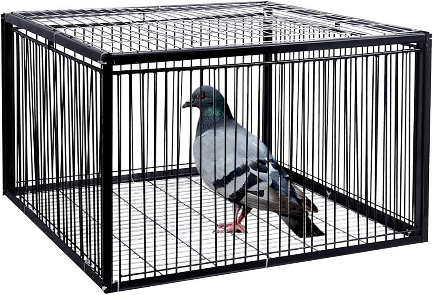 Trampa para Palomas con diseño a Prueba de Escape, jaulas humanas para trampas para Animales Vivos, Jaula para Palomas con Entrada unidireccional, Jaula Trampa para Pollos y pájaros, fácil m