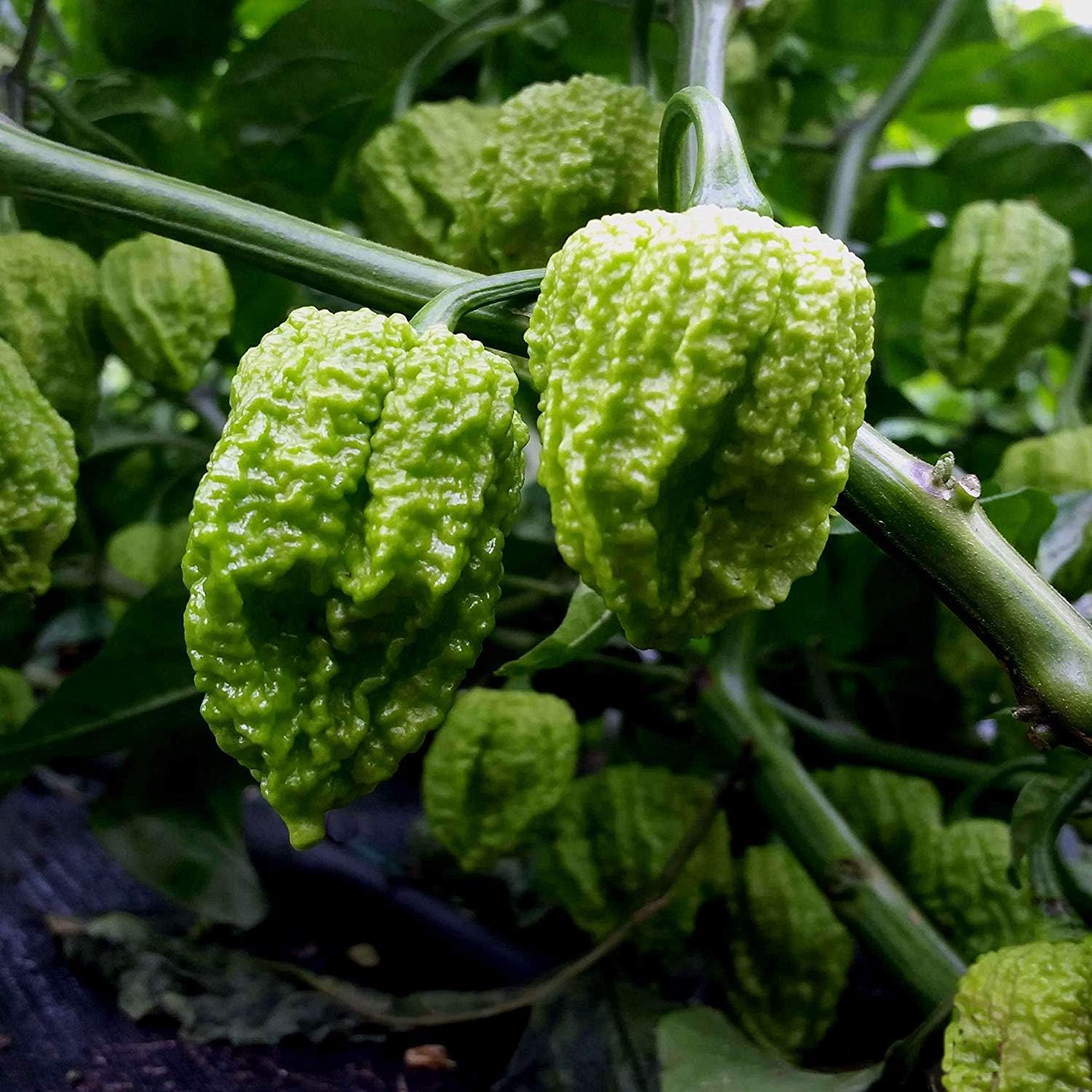 Golden Hills Farm Chocolate Naga Viper Pepper Chilli Imported Seeds -100 seeds