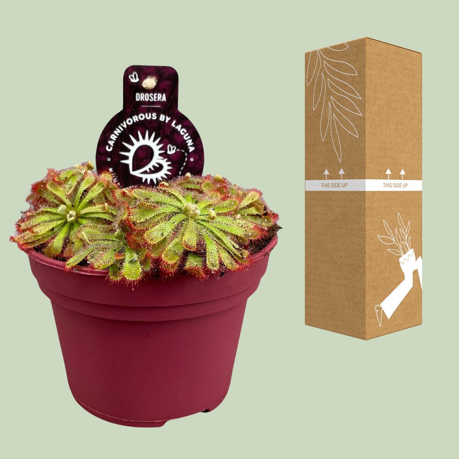 Pianta Carnivora Drosera Aliciae, Vaso Ø12cm, Altezza 12cm, Verde