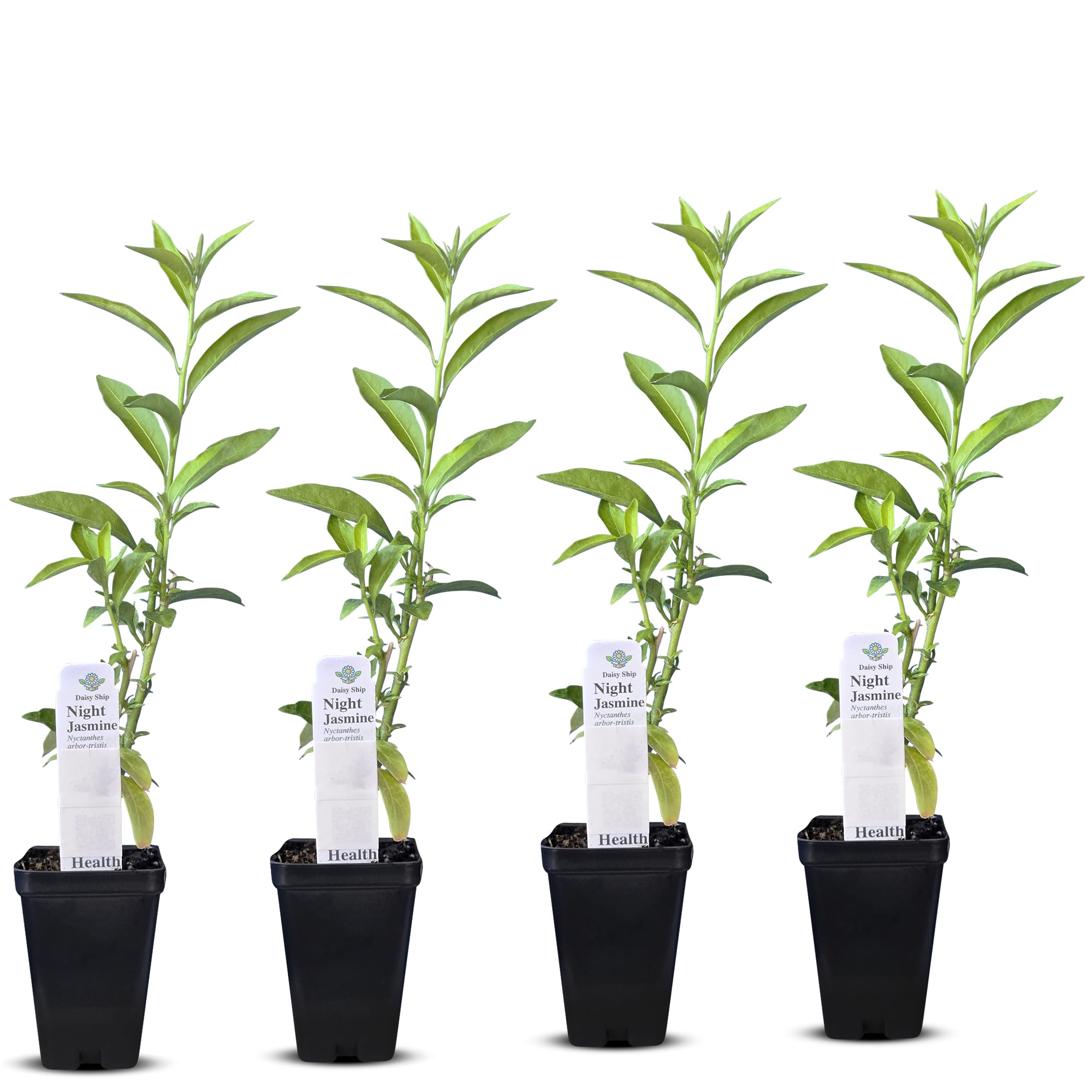 Night Blooming Jasmine Live Plant 4 Cups
