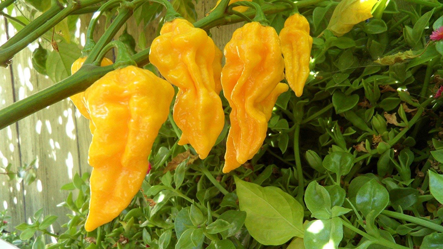 Golden Hills Farm Yellow Chilli Pepper Seeds, Vegetable Seeds Pack 100 seeds (B07P2M7VLK) Amazon Price History, Amazon Price Tracker