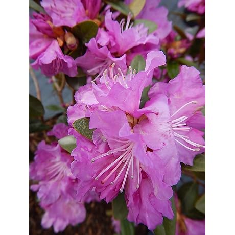 Enchanting PJM Elite Rhododendron: A Symphony of Evergreen Lavender Blooms for Shady Retreats