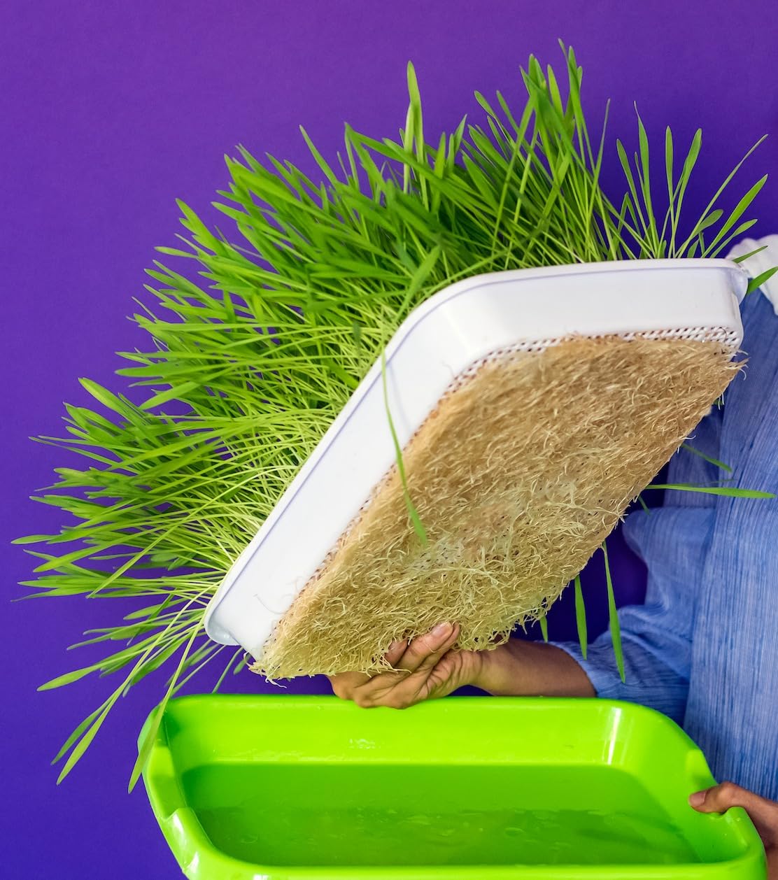 IcyFlame Seed Germination Tray - Start Seeds Easily -2 IcyFlame Seed Germination Tray - Start Seeds Easily -2