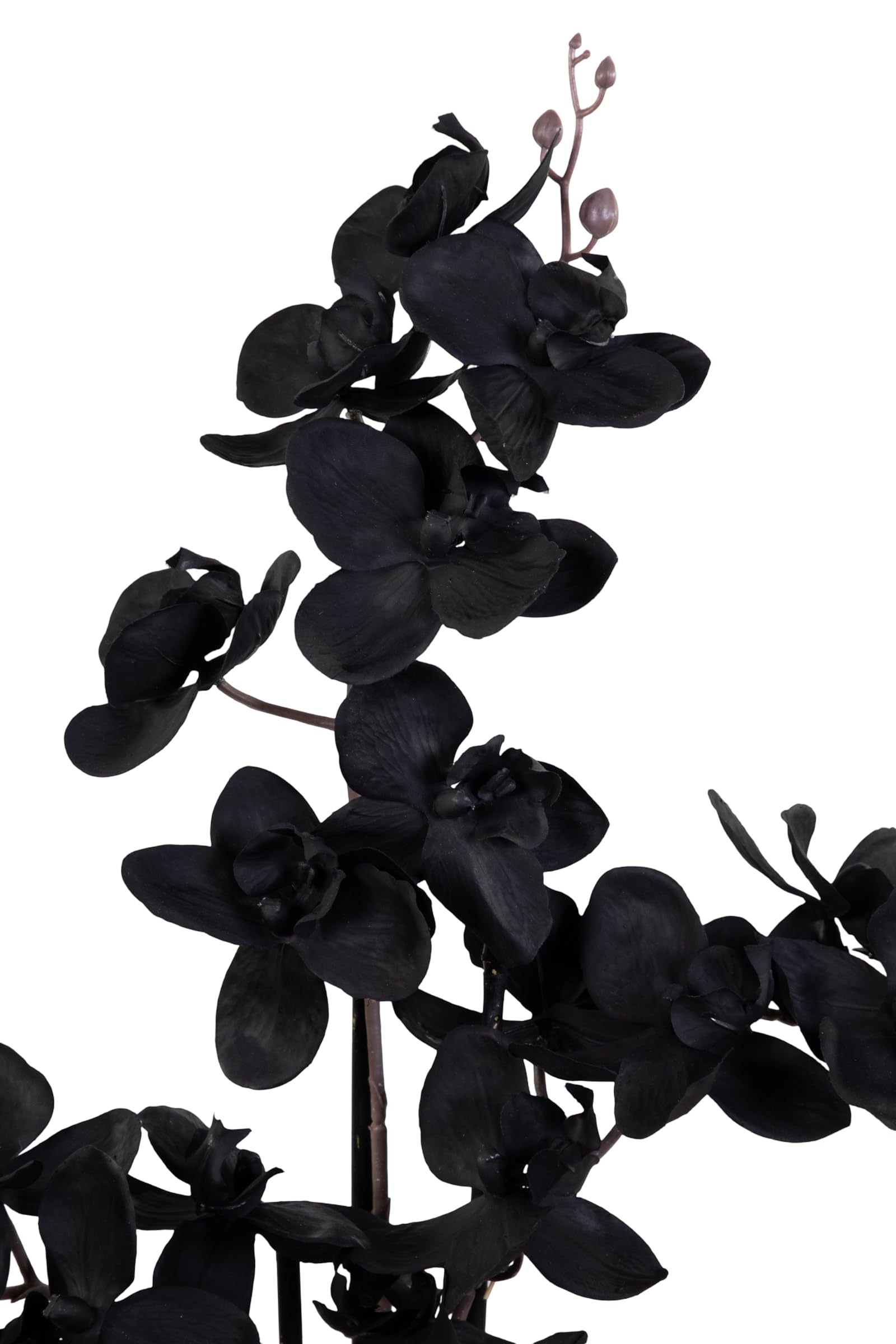 Seidenblumen Roß Orchidee Real Touch 70x40cm im Topf GA künstliche Phalaenopsis Blumen wie echt Dekoration Kunstpflanzen Kunstblumen (Schwarz)