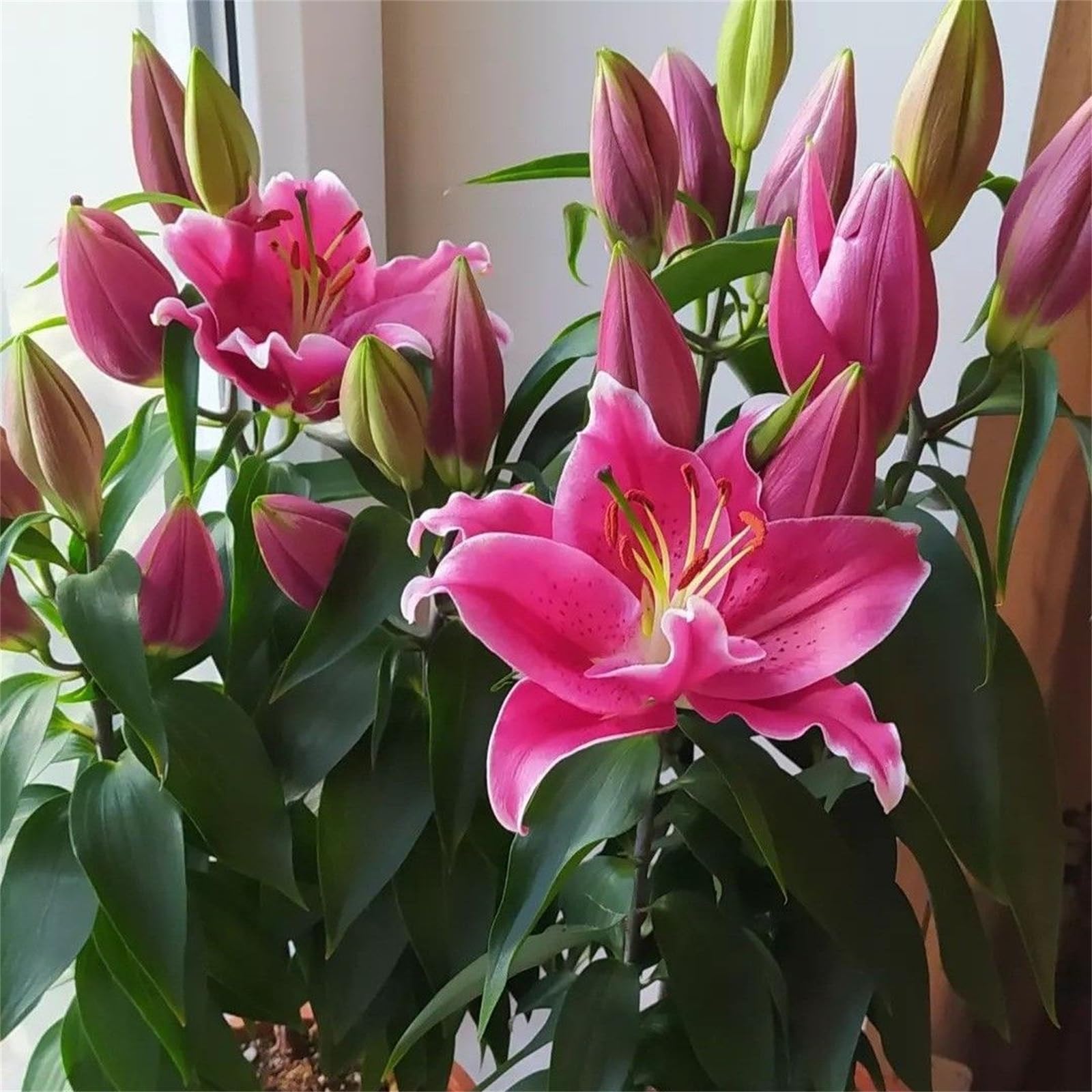 Premium Perennial Lily Bulbs, Multiple Colours Ready to Plant for Eye-Catching Display-4bulbs-D