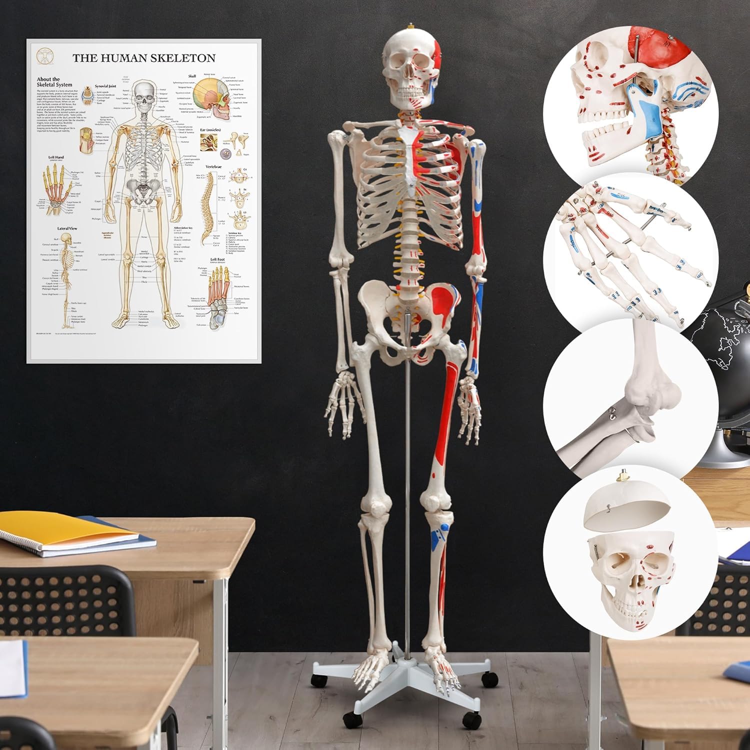 Modelo de esqueleto humano anatómico de tamaño natural con músculos pintados y números for educación y estudio, 1 Uds.