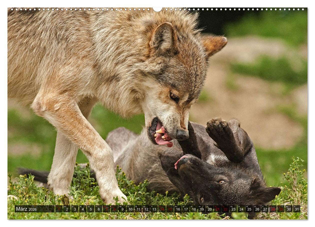 Begegnung mit dem Wolf (Wandkalender 2026 DIN A2 quer), CALVENDO Monatskalender: Faszinierende Aufnahmen von Wölfen aus verschiedenen Territorien (CALVENDO Tiere)