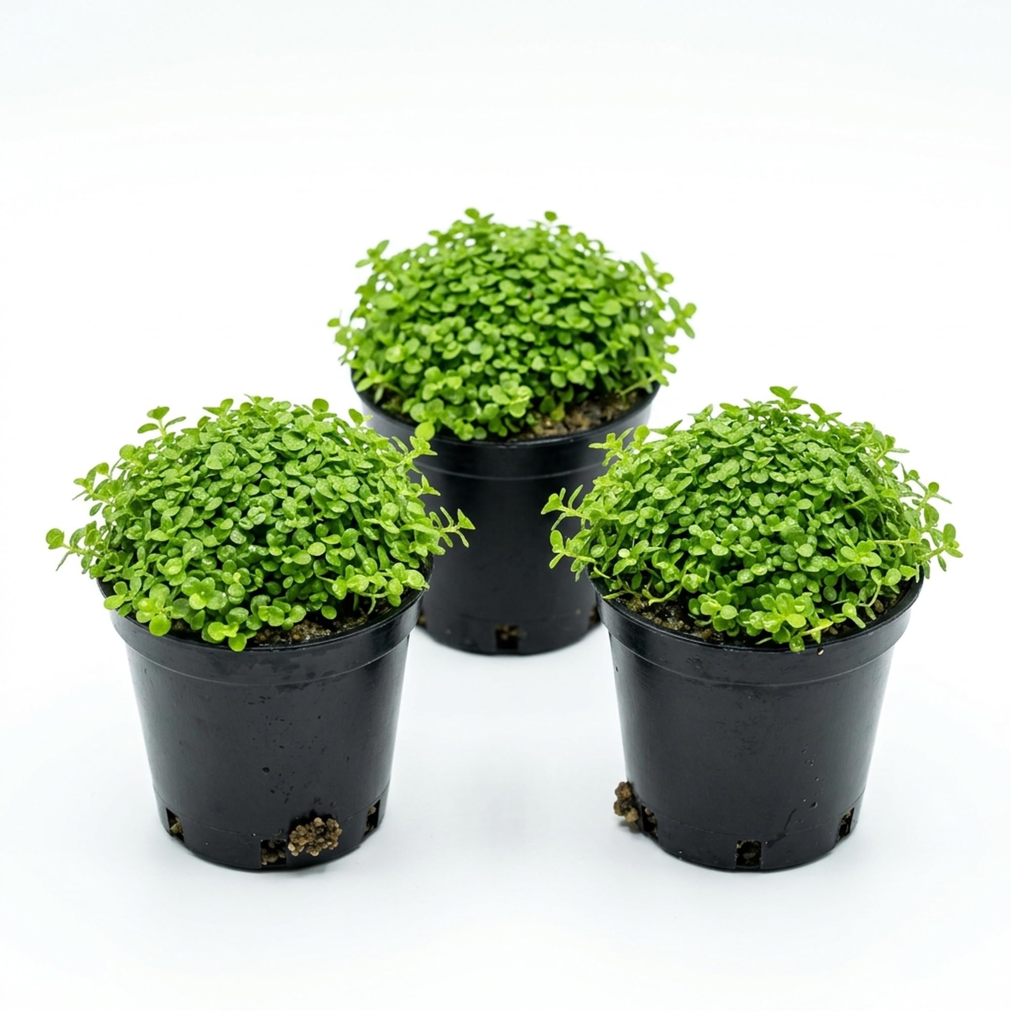 Canton Aquatics Monte Carlo 3 pots