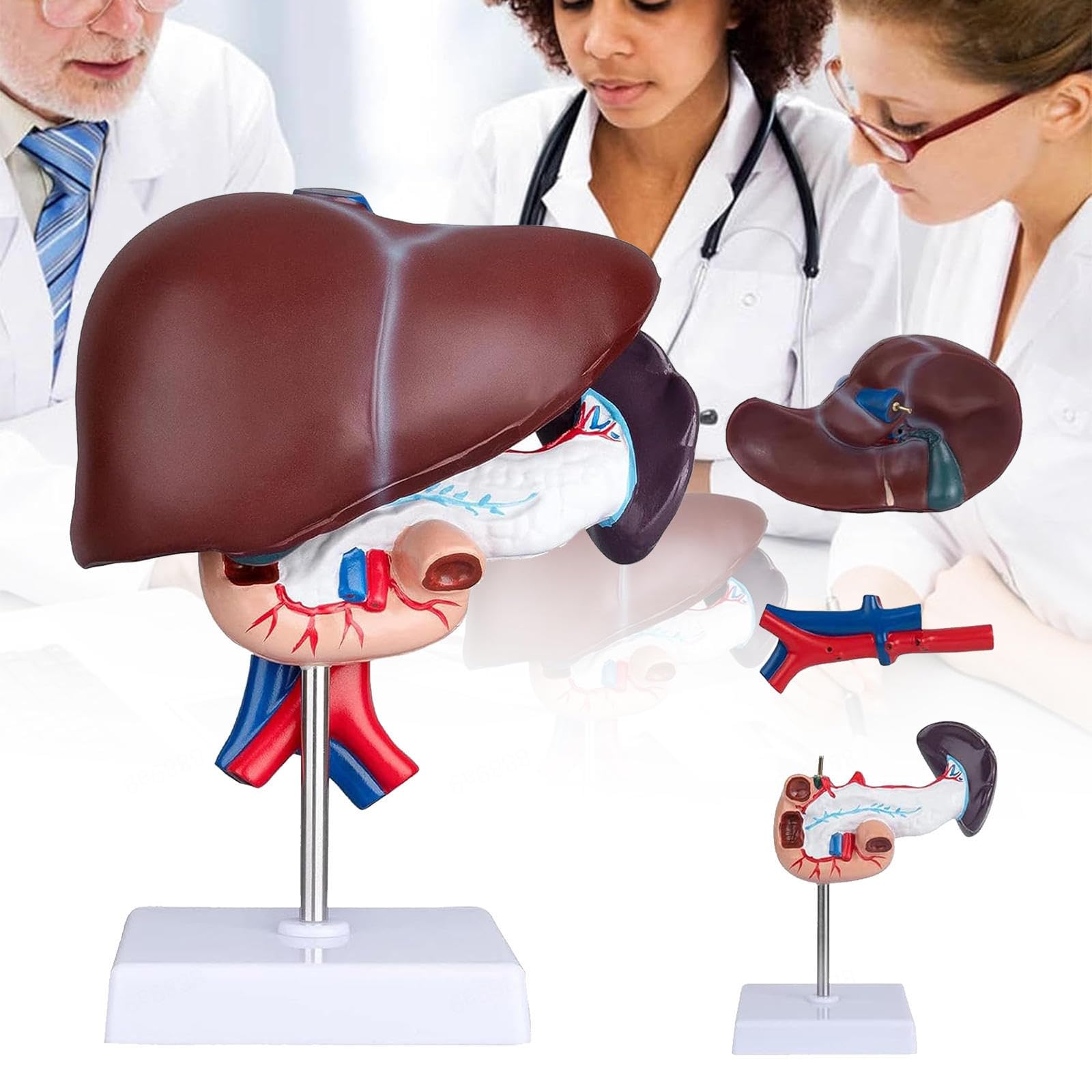 Model of liver, pancreas and duodenum, anatomical of the human digestive system: human spleen in three parts, removable, ideal for study teaching