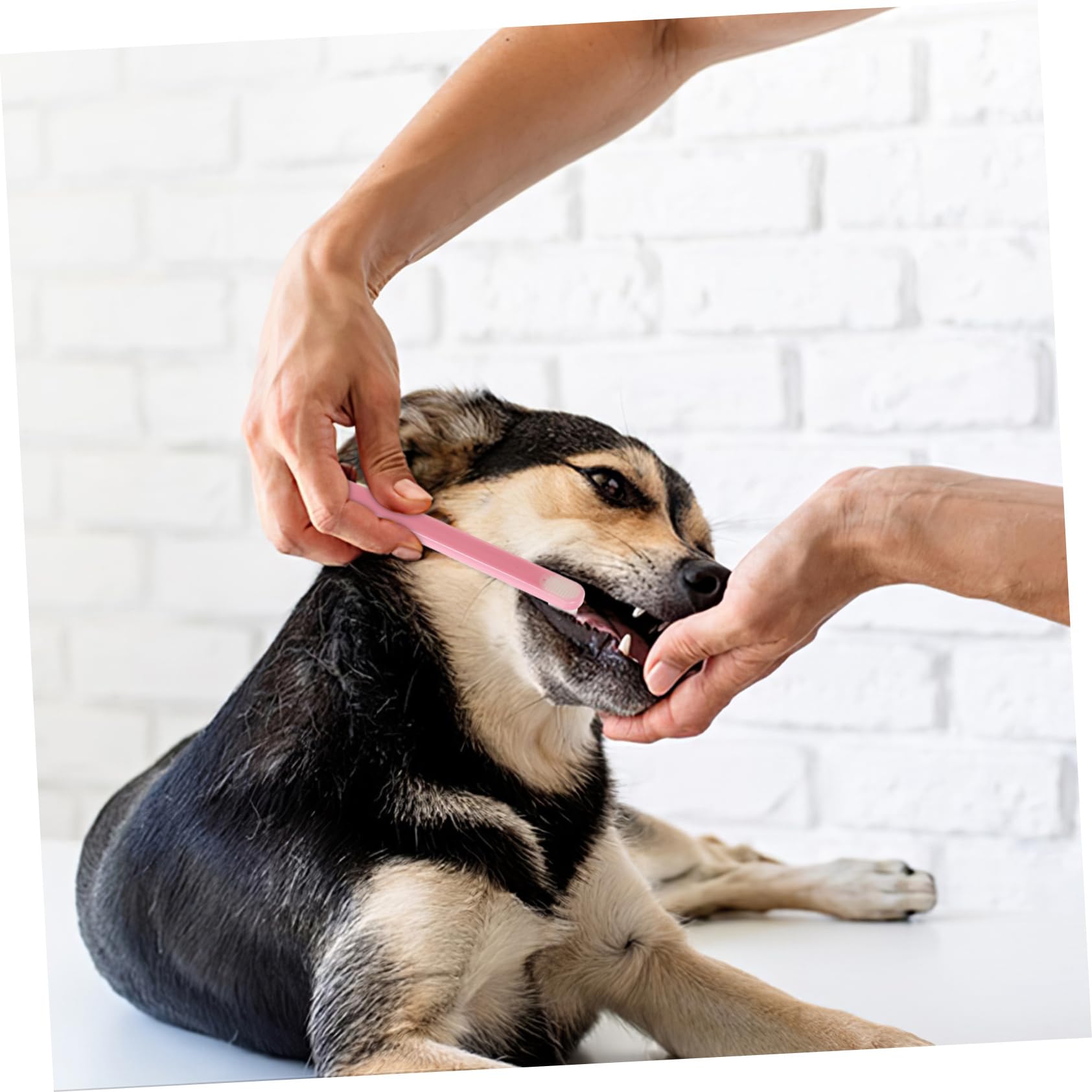 Yardwe 15stücke Zahnbürsten Für Hunde Und Katzen Weiche Borsten -Kopf Für Sanfte Zahnreinigung Tierpflege Für Kleine Und Haustiere