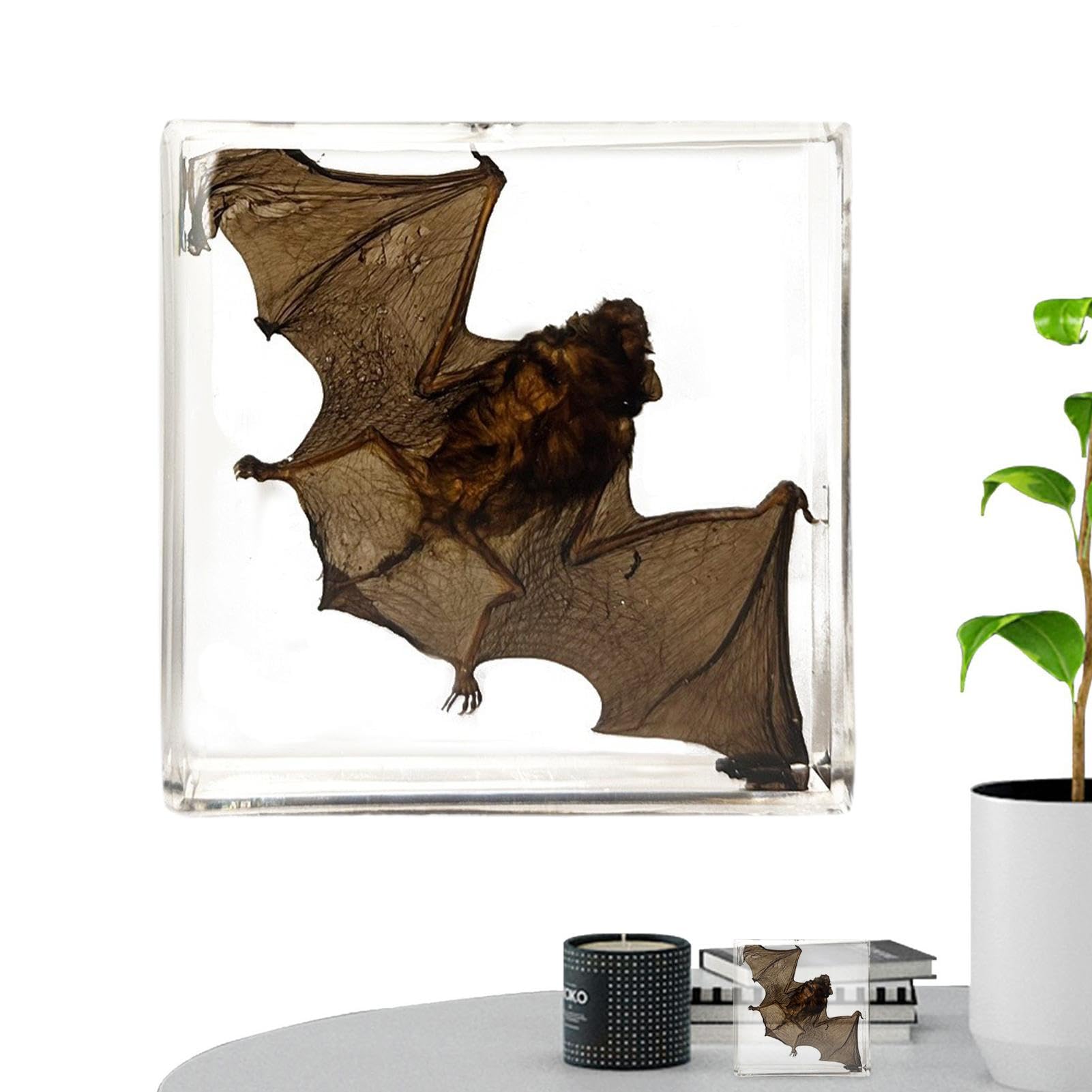 Holdes Animal Specimen Framed,Acrylic Specimen Ornament | Real Bat Animal In Resin Enlightenment Knowledge For Bookshelf