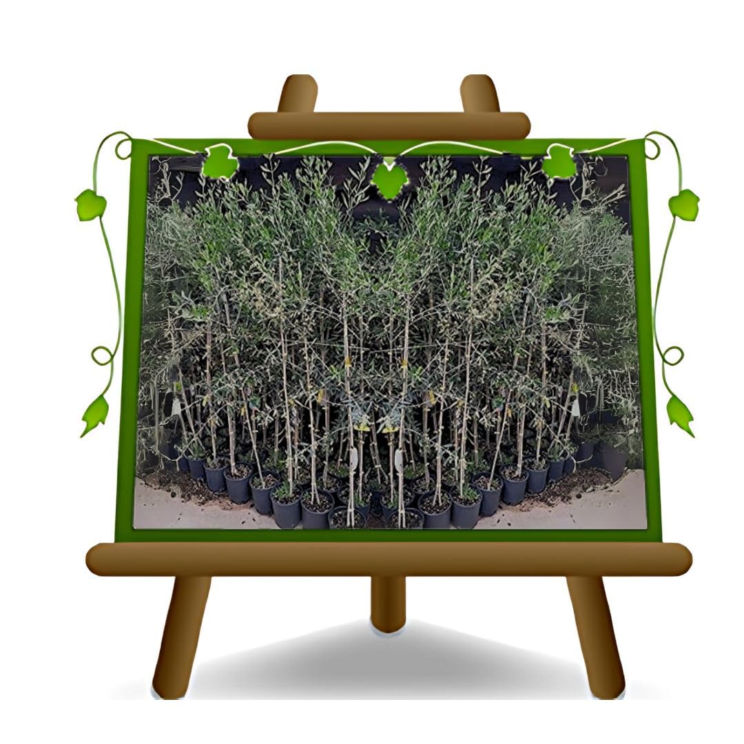 Olivo Leccino - Pianta da Frutto età 3 anni | su Vaso 20 cm / 15×15 cm Altezza 140-150 cm - Età 3 Anni