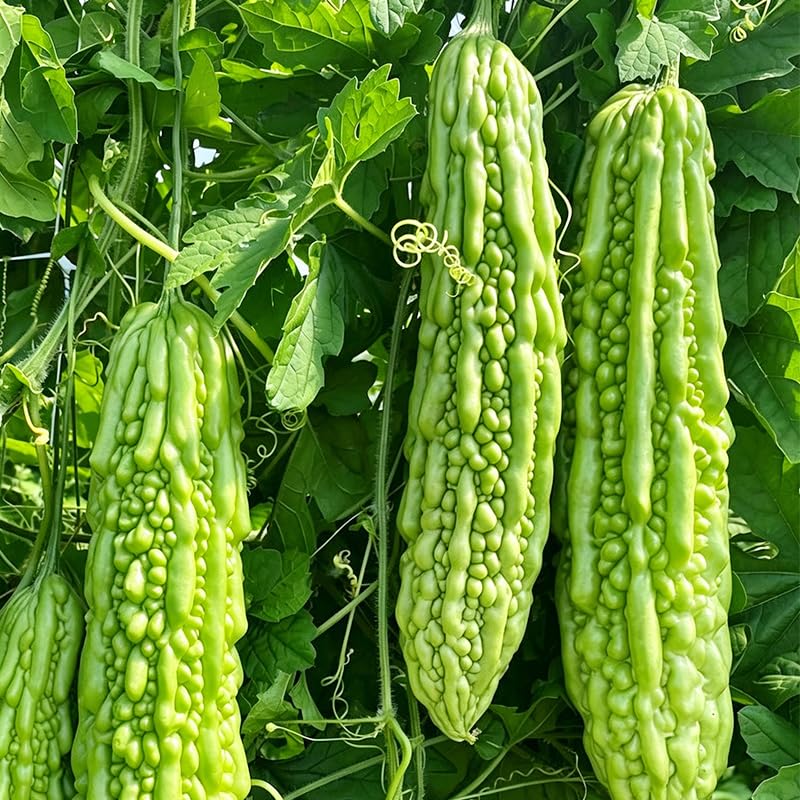 45Pcs Bitter Melon Seeds for Planting - Bitter Gourd Heirloom Non-GMO Seeds