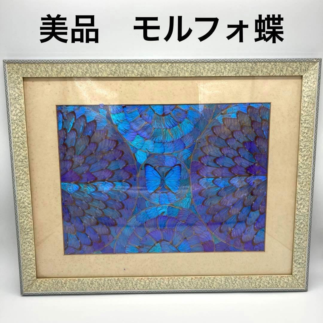 レア 🏁 モルフォ蝶 アート 標本 芸術 コレクション 美術 絵 昆虫 13上